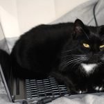 National Black Cat Day!