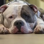 National Pit Bull Awareness Day!