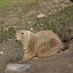 National Groundhog Day!