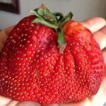 National Strawberry Day!
