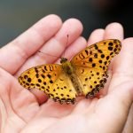 National Learn About Butterfly Day!