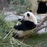 National Panda Day!